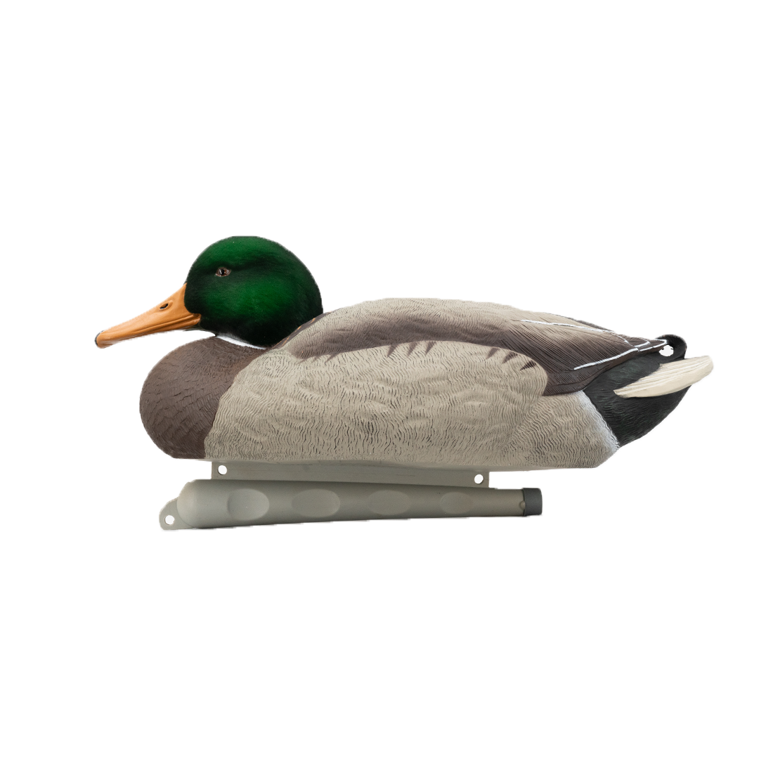 DUX Guide Series Flocked head mallard Decoy 6 pack