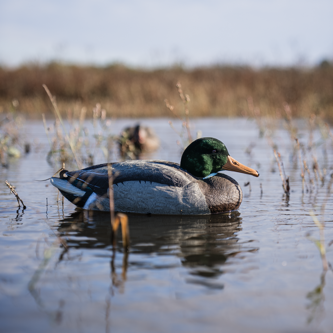 DUX Guide Series FLOCKED Head Mallard Decoy 6 pack