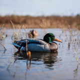 DUX Guide Series FLOCKED Head Mallard Decoy 6 pack