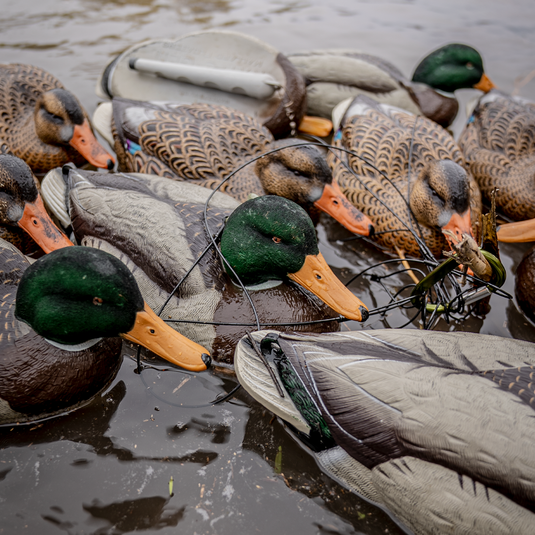 DUX Guide Series FLOCKED Head Mallard Decoy 6 pack