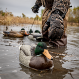 DUX Guide Series FLOCKED Head Mallard Decoy 6 pack