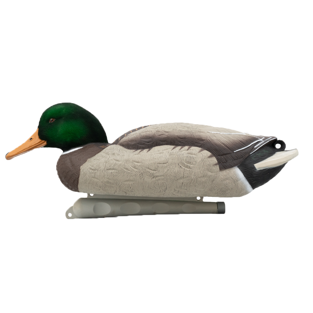 DUX Guide Series Flocked head mallard Decoy 6 pack