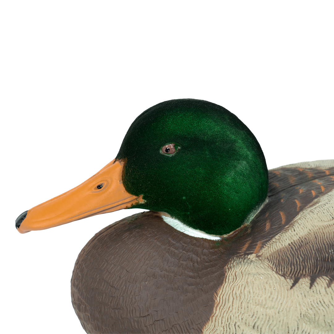 DUX Guide Series Flocked head mallard Decoy 6 pack