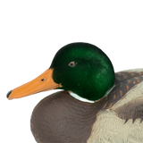 DUX Guide Series Flocked head mallard Decoy 6 pack